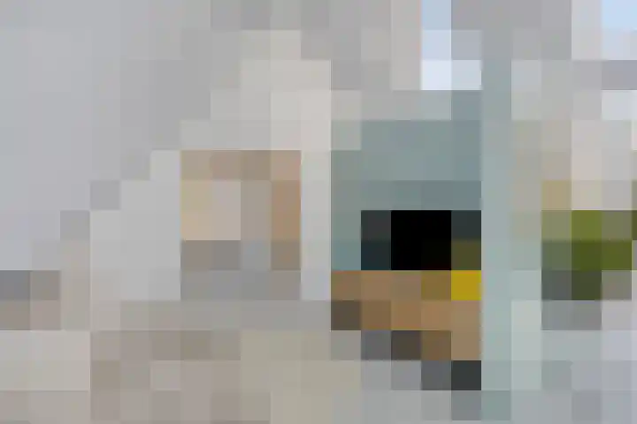 Zonnekers 17 Vlissingen thumbnail 41