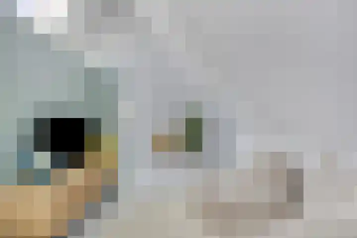 Zonnekers 17 Vlissingen thumbnail 44