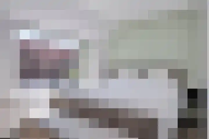 Zonneroosstraat 44 Eindhoven thumbnail 18