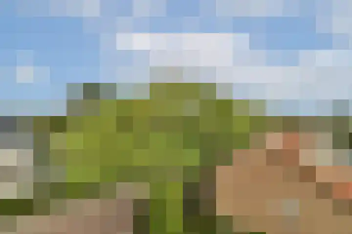 Zonnestein 84 Amstelveen thumbnail 12
