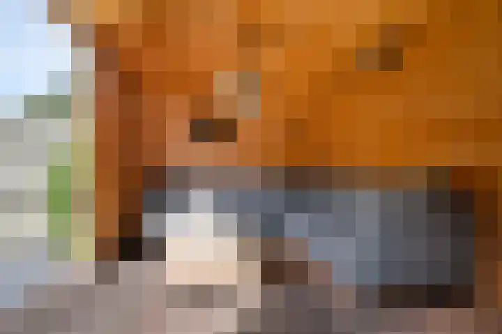Zonnewende 11 Apeldoorn thumbnail 17
