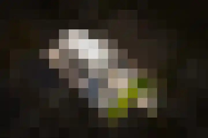 Zonnewoud 20 Boven-Leeuwen thumbnail 38