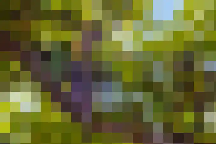 Zoom 15 15 26 Lelystad thumbnail 43