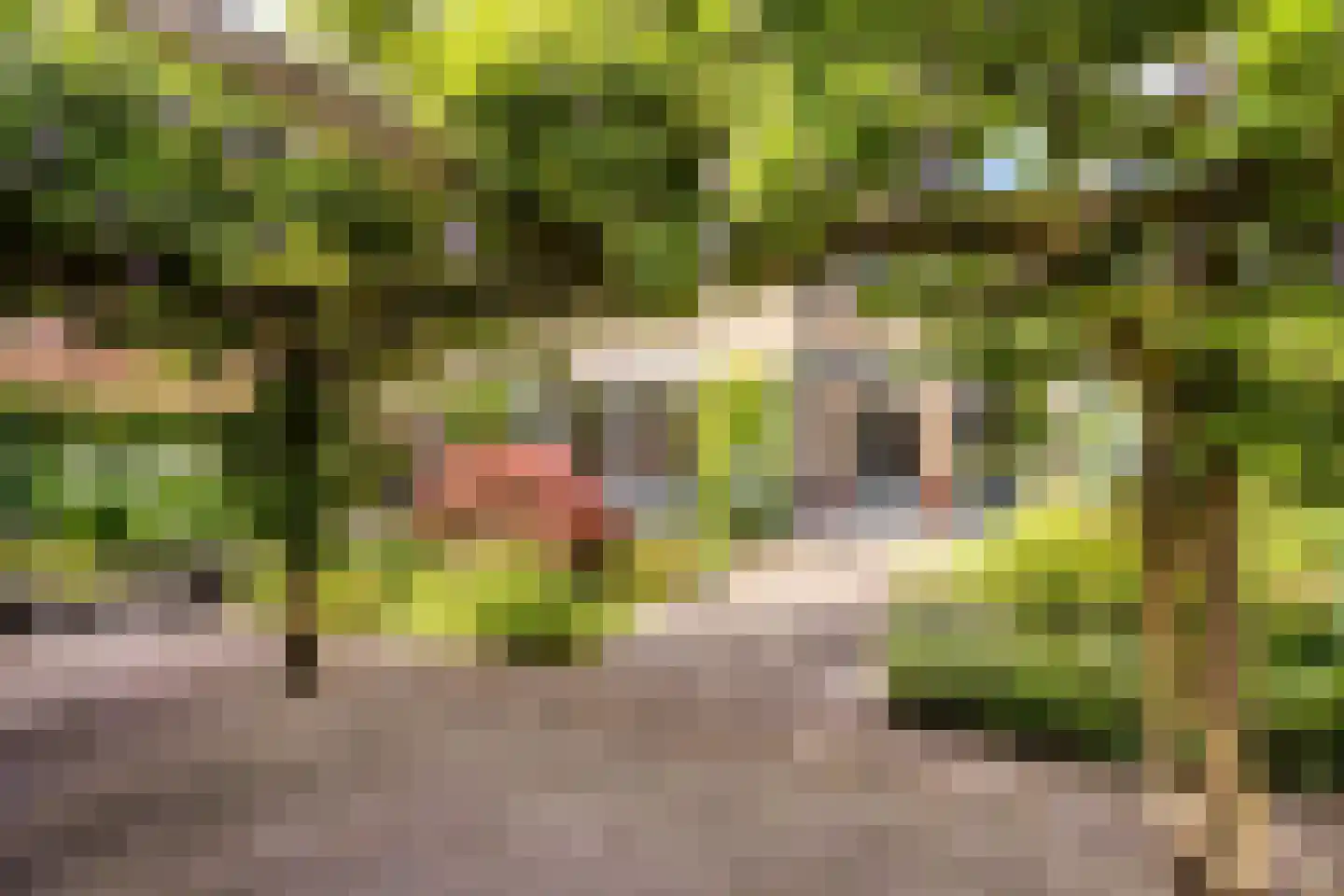 Zoutelandehof 13 Arnhem thumbnail 4