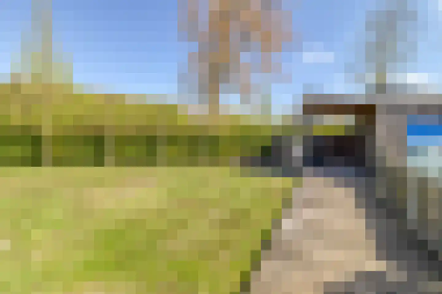 Zouterik 14 Nieuwvliet thumbnail 29