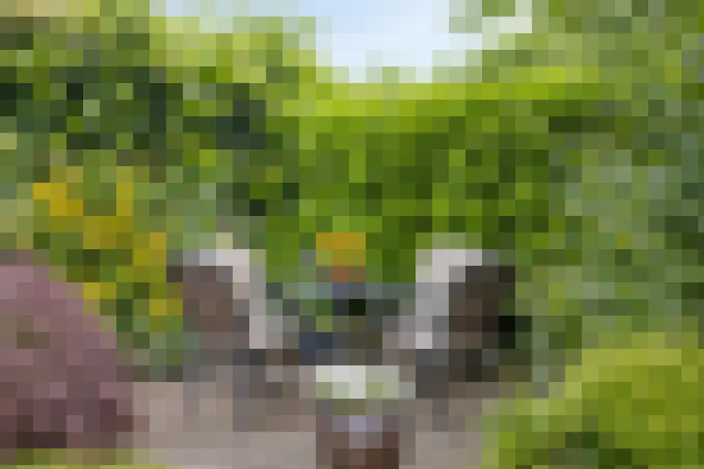 Zoutestraat 14 Hulst thumbnail 44