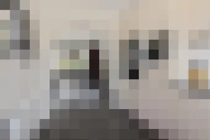 Zoutestraat 180 C Hulst thumbnail 12