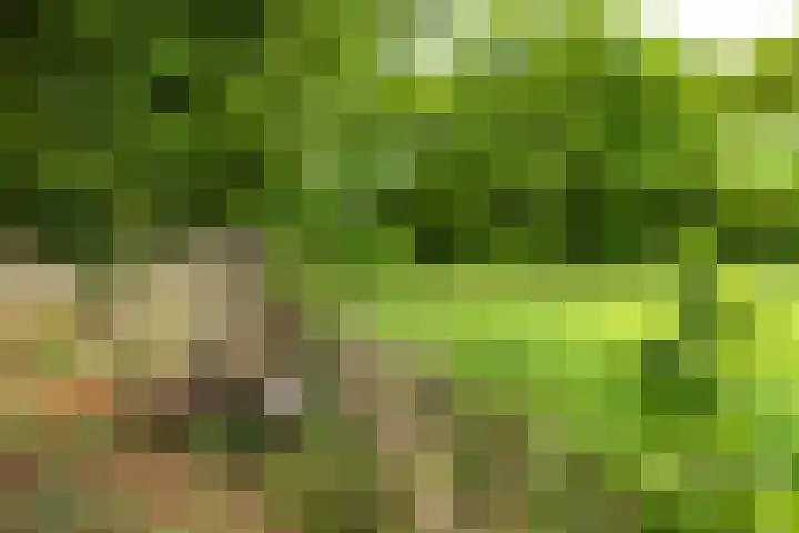 Zoutestraat 71 Hulst thumbnail 32