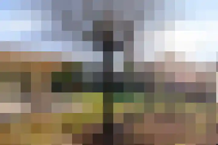 Zoutlaan 70 Oudenbosch thumbnail 37