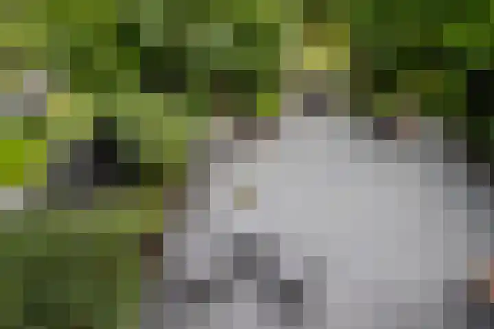 Zoutziedershof 23 Edam thumbnail 25