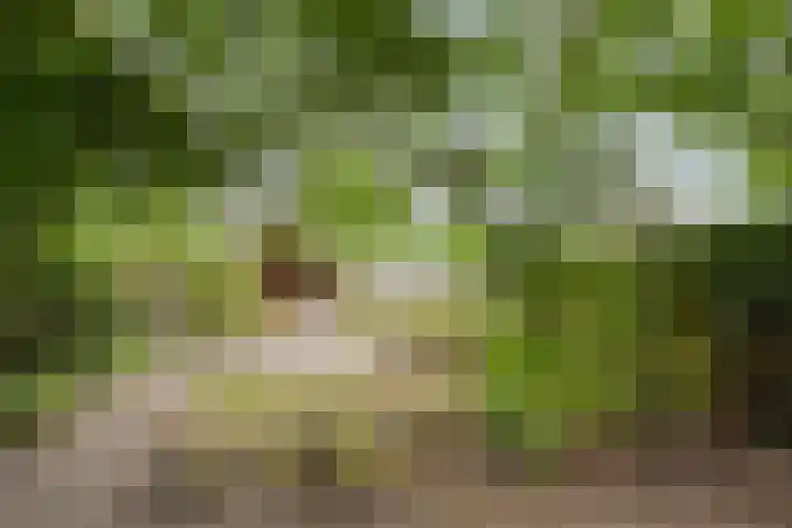 Zr Broerstraat 9 Diever thumbnail 32