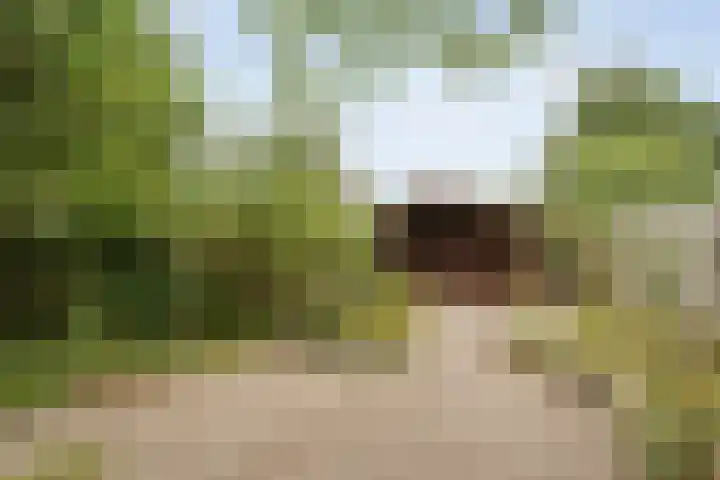 Zr Broerstraat 9 Diever thumbnail 33