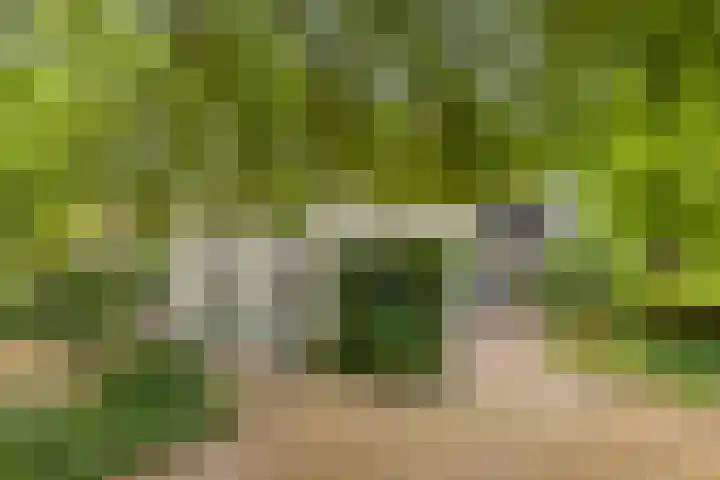 Zuiddijk 10 Dreischor thumbnail 34