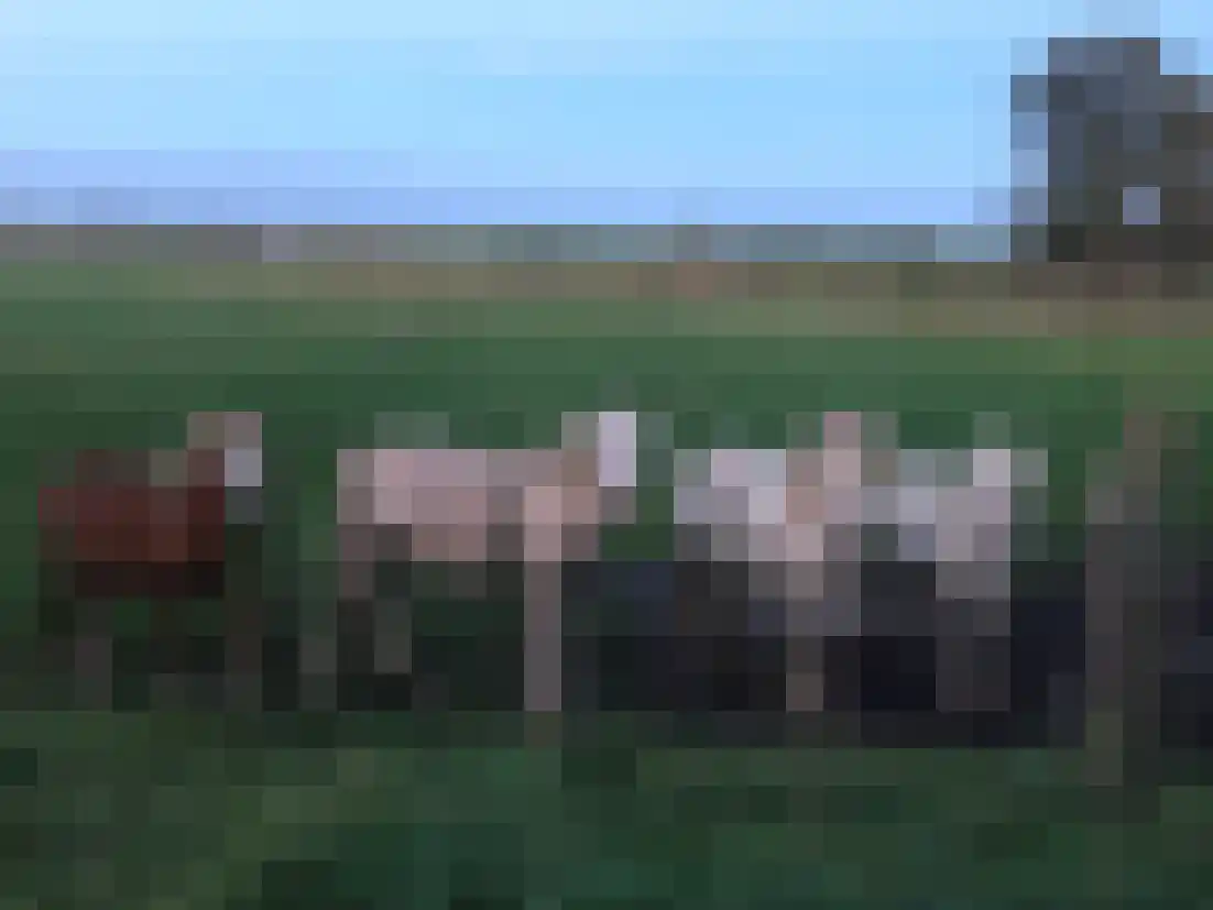 Zuiddijk 11 Hengstdijk thumbnail 38