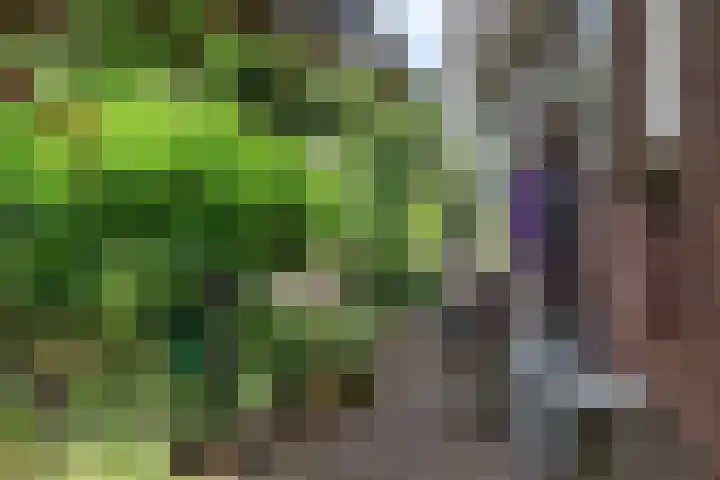 Zuiddijk 411 Zaandam thumbnail 9