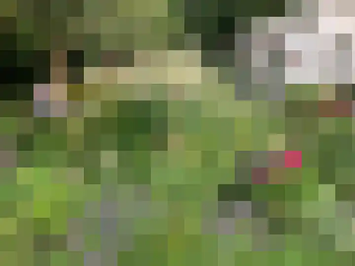 Zuiddijk 9 Dreischor thumbnail 67