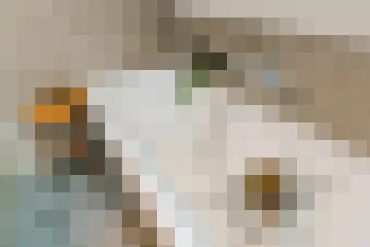 Zuideinde 10 Aarlanderveen thumbnail 38