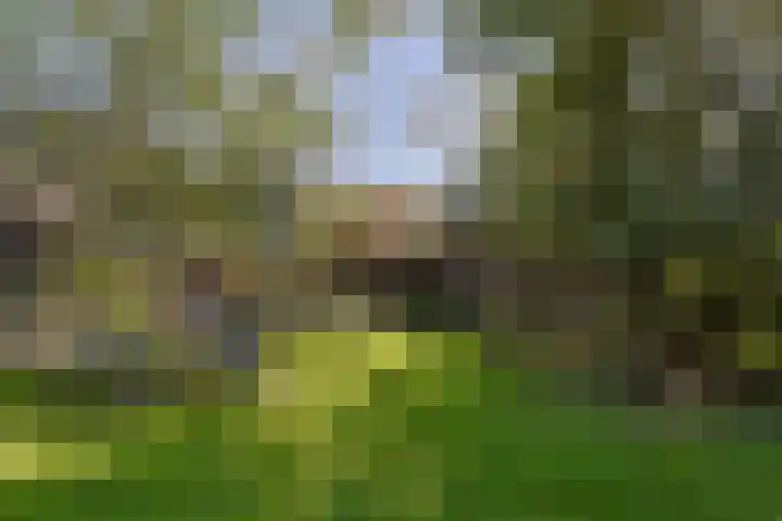 Zuideinde 10 Aarlanderveen thumbnail 61