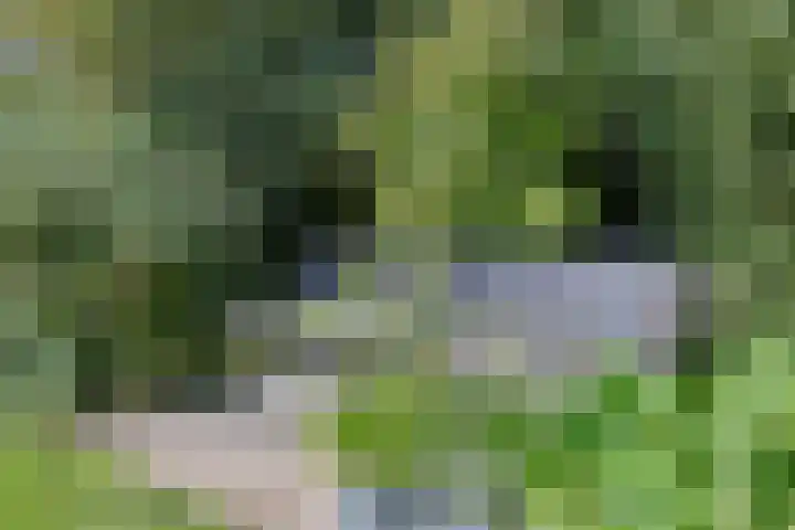 Zuideinde 10 Aarlanderveen thumbnail 65