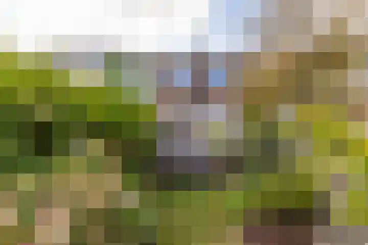 Zuideinde 108 Westzaan thumbnail 14