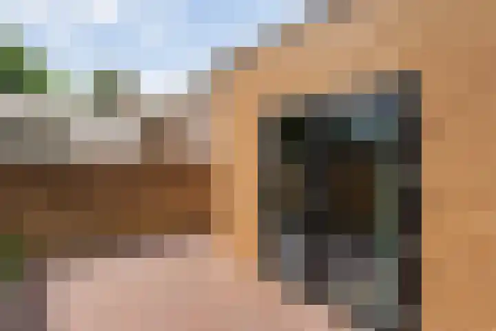 Zuideinde 15 Meppel thumbnail 26