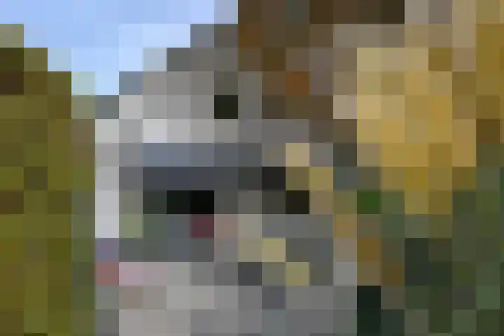 Zuideinde 19 Nieuwkoop thumbnail 4