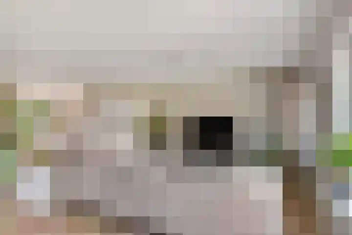 Zuideinde 20 Dinteloord thumbnail 6