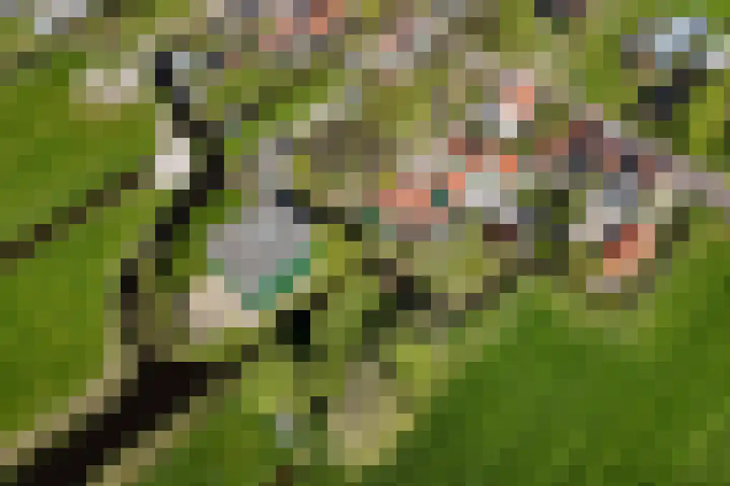 Zuideinde 221 Westzaan thumbnail 44