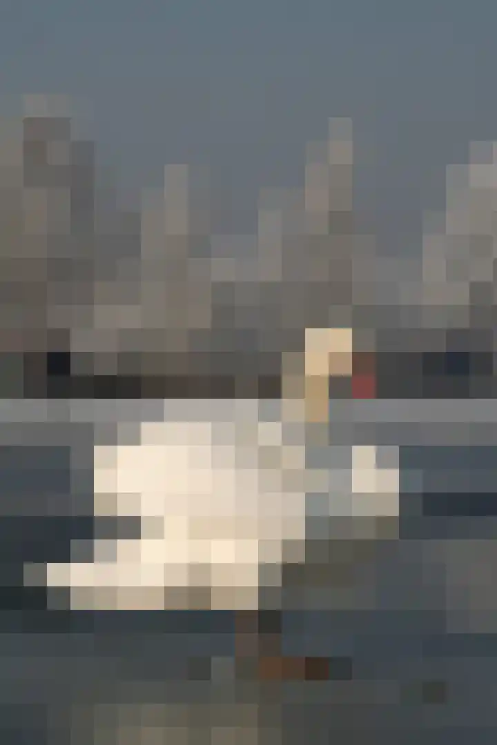 Zuideinde 64 Nieuwkoop thumbnail 58