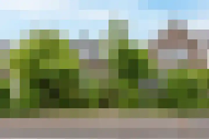 Zuideinde 97 Westzaan thumbnail 31