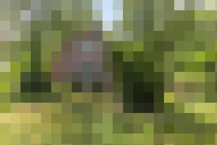 Zuidelijke Parallelweg 7 Westervoort thumbnail 5