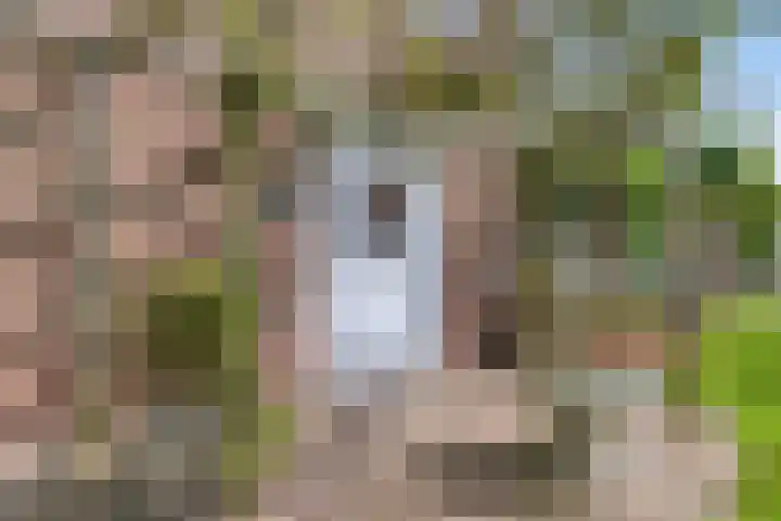 Zuider Kreekweg 3 Halsteren thumbnail 5