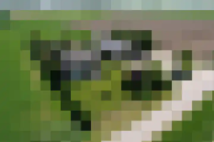 Zuider Kreekweg 3 Halsteren thumbnail 85