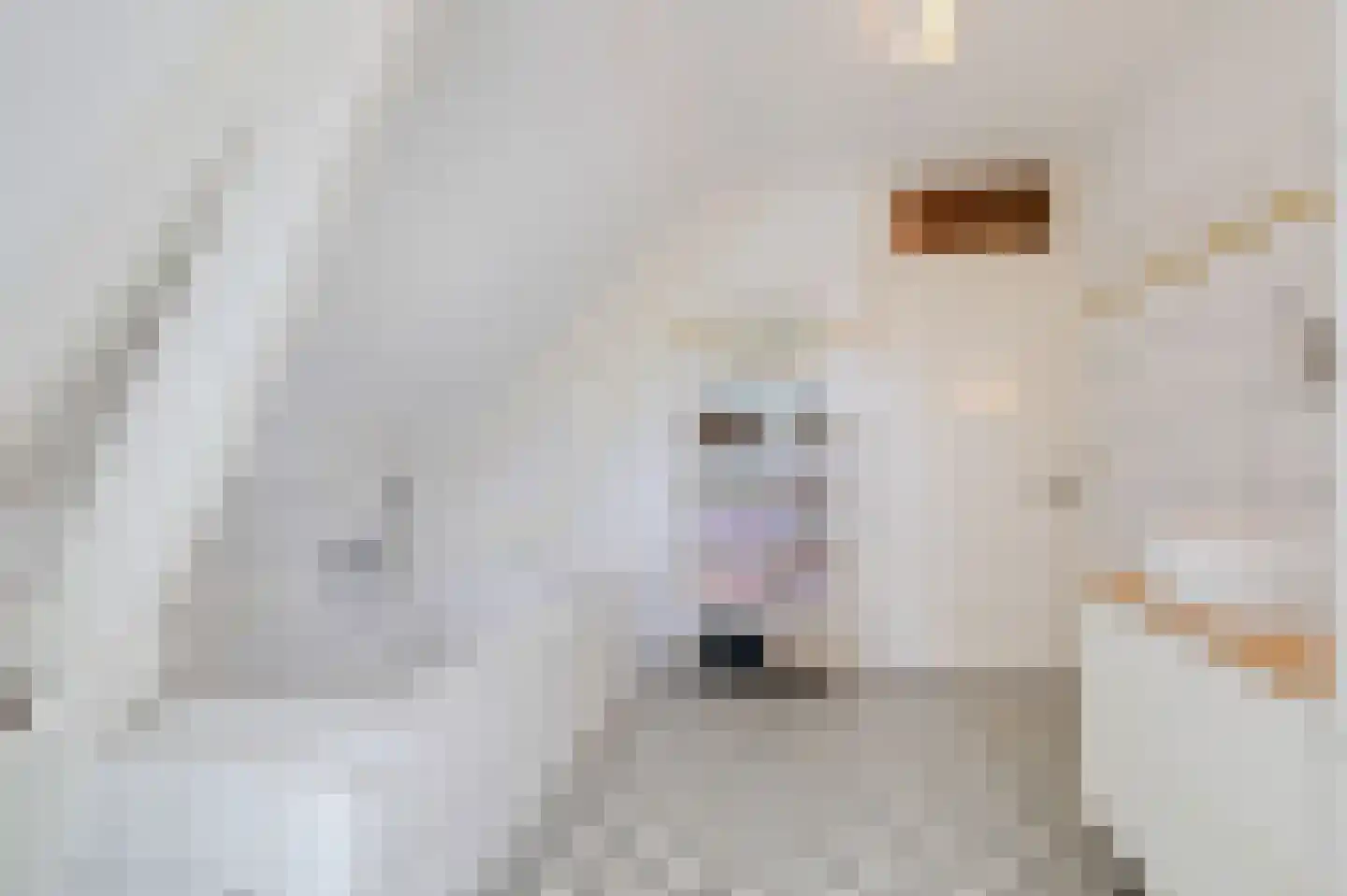 Zuider Parallelweg 45 Velp thumbnail 49