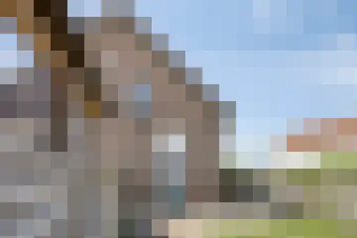 Zuider Parallelweg 58 Dieren thumbnail 27