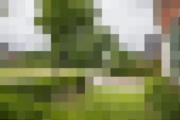 Zuiderdiep 323 Nieuw-Buinen thumbnail 7