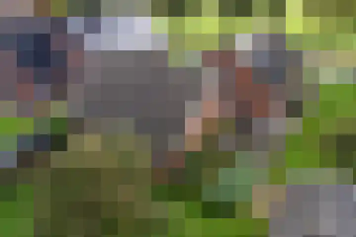 Zuiderdiep 419 Nieuw-Buinen thumbnail 43