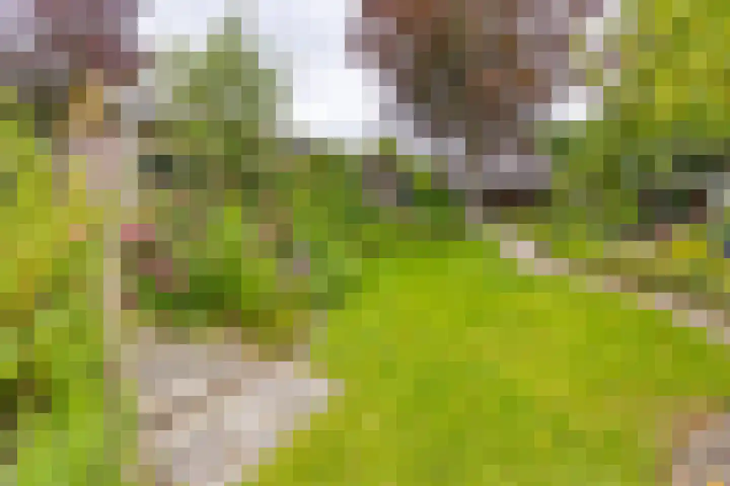 Zuiderdiep 437 Nieuw-Buinen thumbnail 37