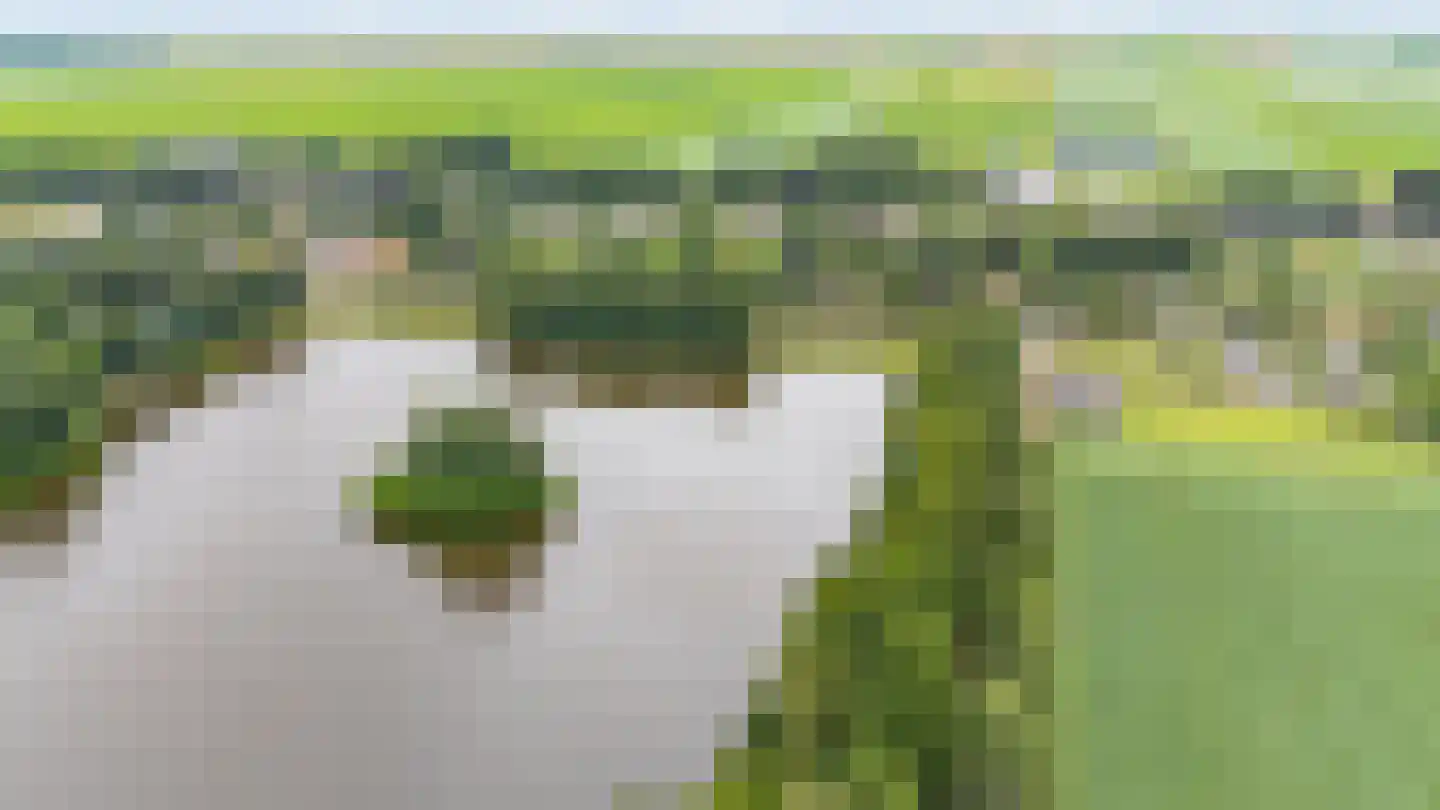 Zuiderdiep 437 Nieuw-Buinen thumbnail 43