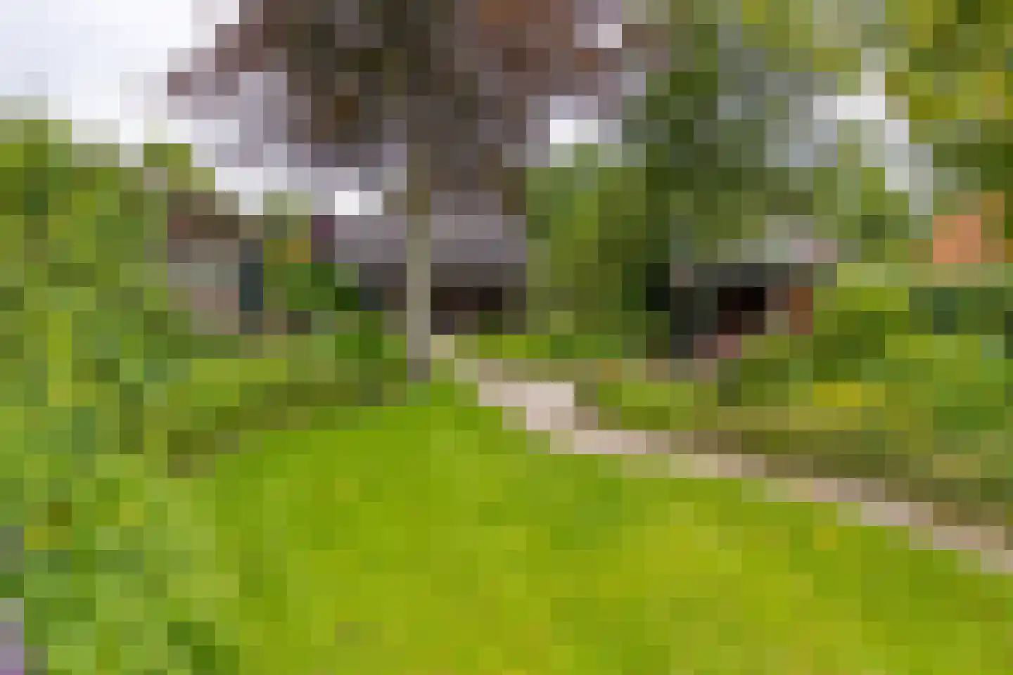 Zuiderdiep 437 Nieuw-Buinen thumbnail 5