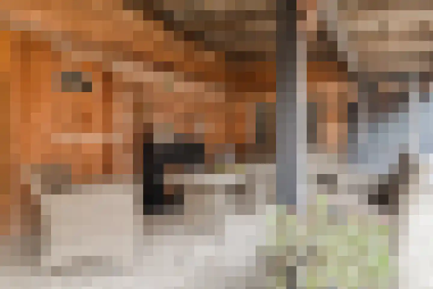 Zuiderdiep 461 Nieuw-Buinen thumbnail 33