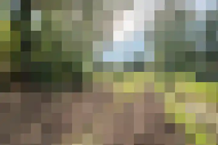 Zuiderdiep 481 Nieuw-Buinen thumbnail 39