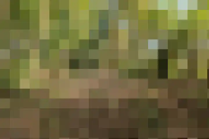 Zuiderdiep 481 Nieuw-Buinen thumbnail 41