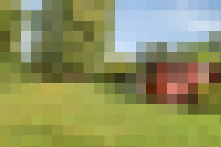 Zuiderdiep 483 Nieuw-Buinen thumbnail 51