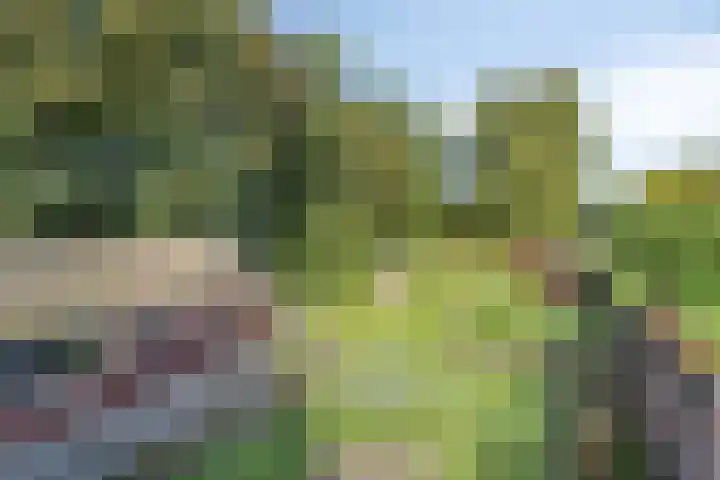 Zuiderdiep 483 Nieuw-Buinen thumbnail 53