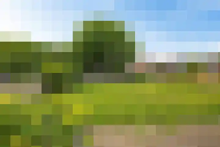 Zuiderdiep 497 Nieuw-Buinen thumbnail 19