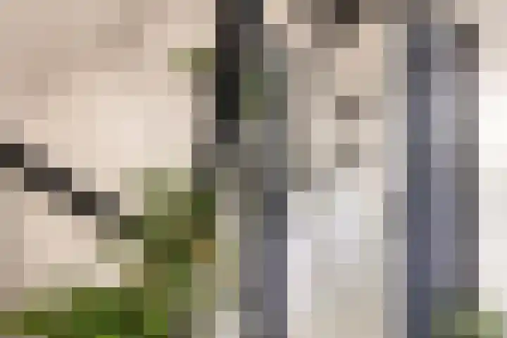 Zuiderdiep 506 Valthermond thumbnail 36