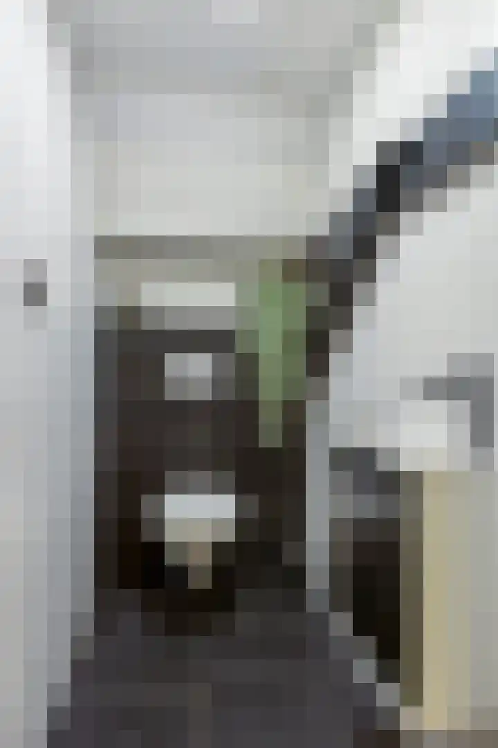 Zuiderdiep 506 Valthermond thumbnail 38