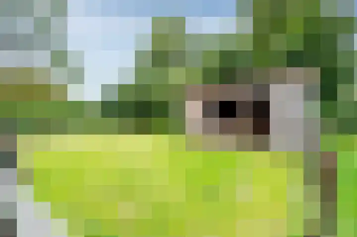 Zuiderdiep 516 Valthermond thumbnail 22