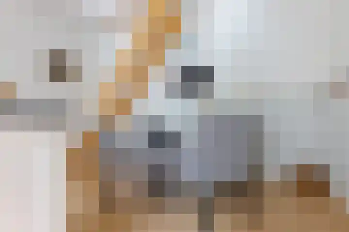 Zuiderdiep 8 Drouwenermond thumbnail 26